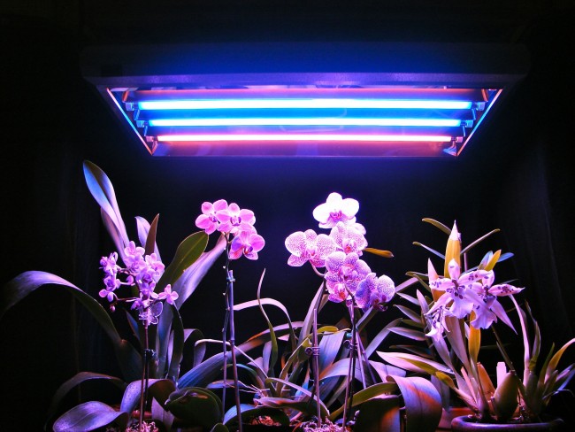 подсветка комнатных растений в домашних условиях