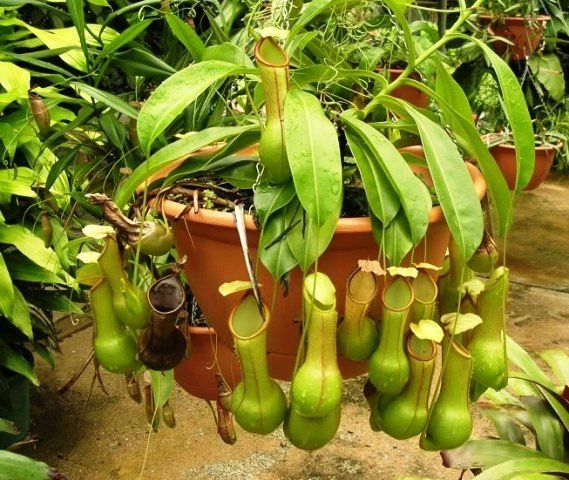 домашнее хищное растение непентес