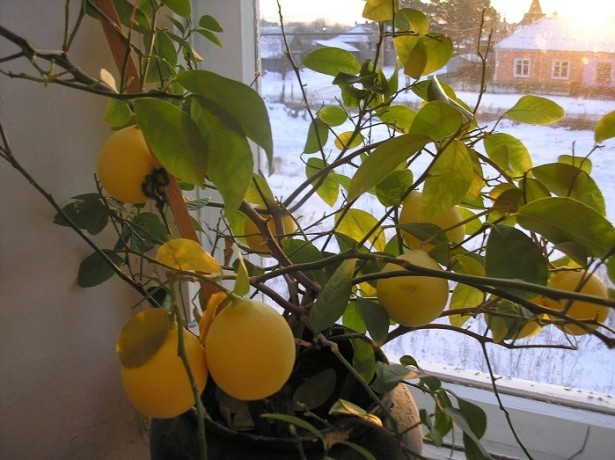 Почему желтеют листья у комнатного лимона