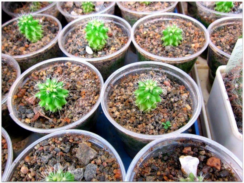 размножение кактусов