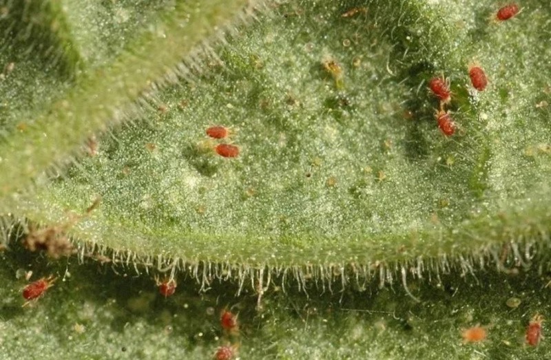 Красный паутинный клещ на растениях