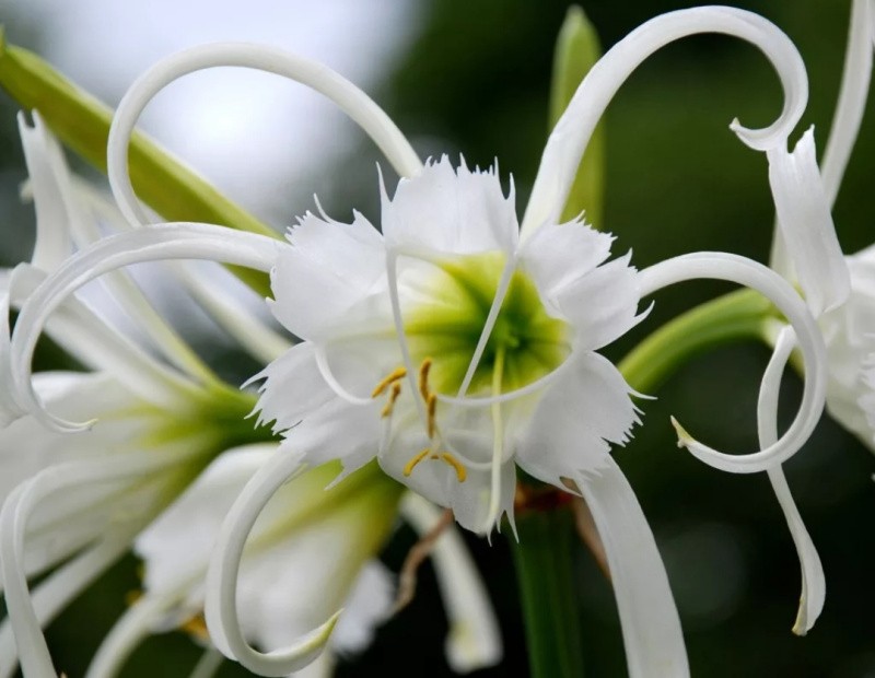 Гименокаллис цветок