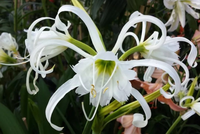 Гименокаллис: необычное растение с великолепными белоснежными цветками