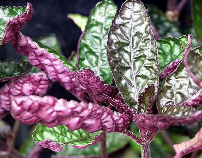 Гемиграфис растение