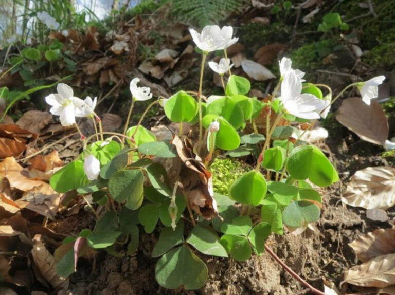 Цветок кислица уход в домашних условиях, фото