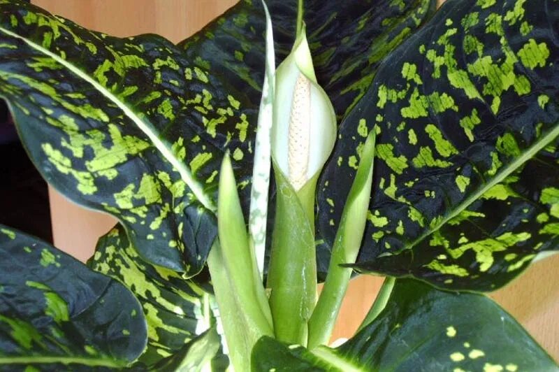 Ддиффенбахия - красивое, но ядовитое растение