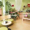 13 комнатных растений