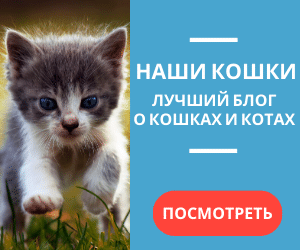 Блог о котах и кошках