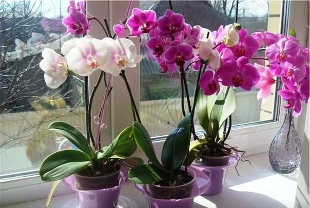 Правильное место для орхидеи