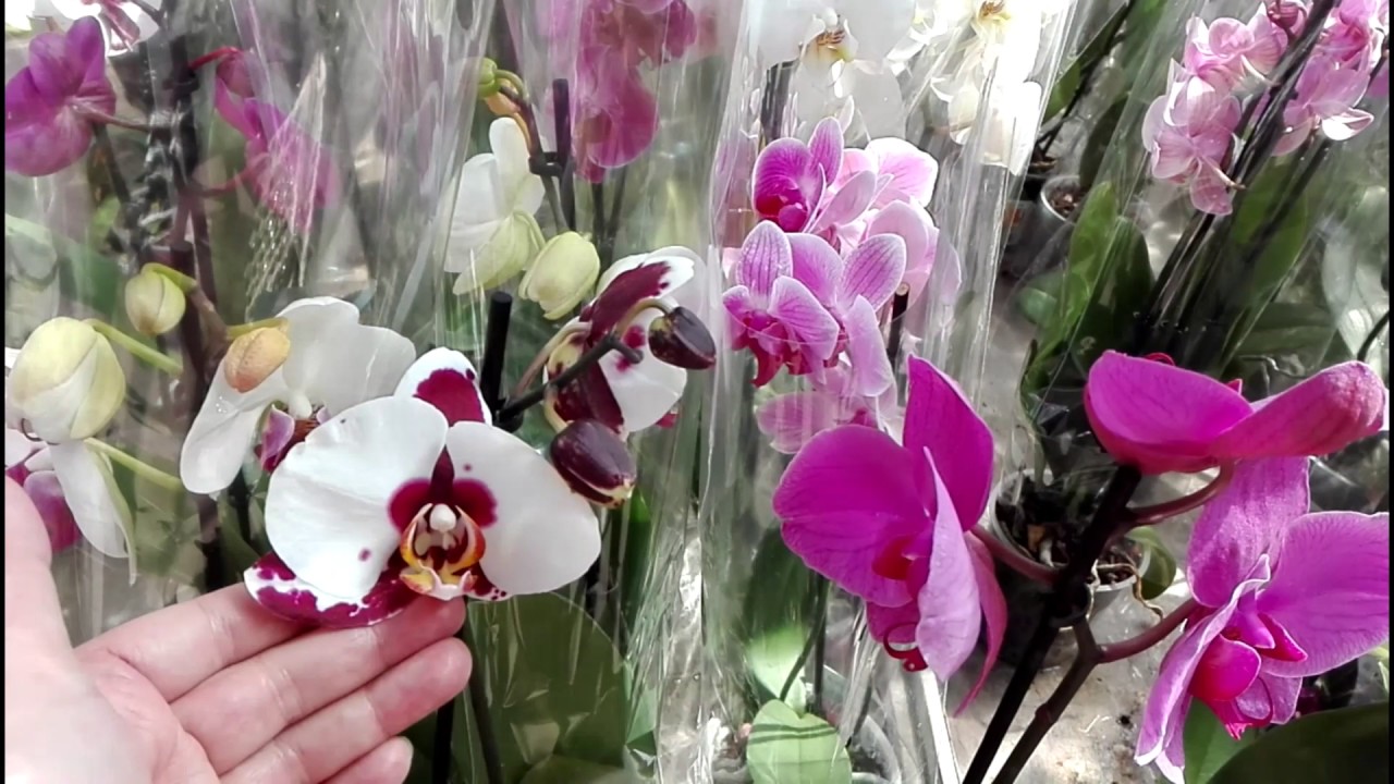 Покупка орхидеи