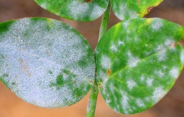 Грибковые болезни балконных растений