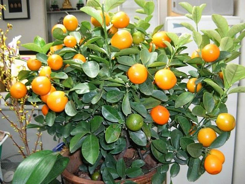Спелые фрукты на мандариновом дереве