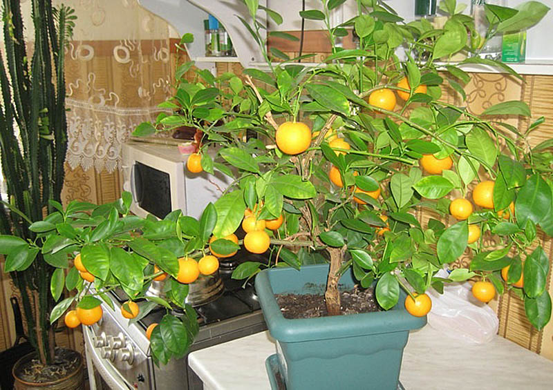 Плоды комнатного мандарина