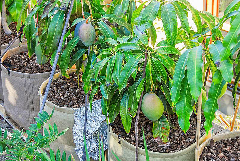 Карликовые манго