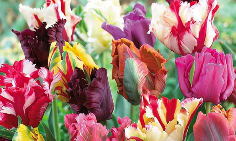 экзотические сорта тюльпанов