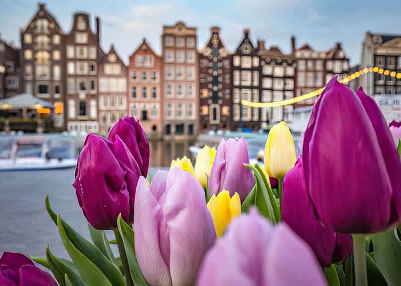 Голландия - столица тюльпанов