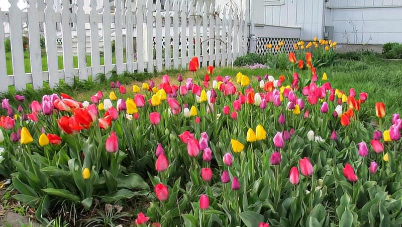 тюльпаны украсят любой сад