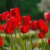 Красные тюльпаны цветут в саду