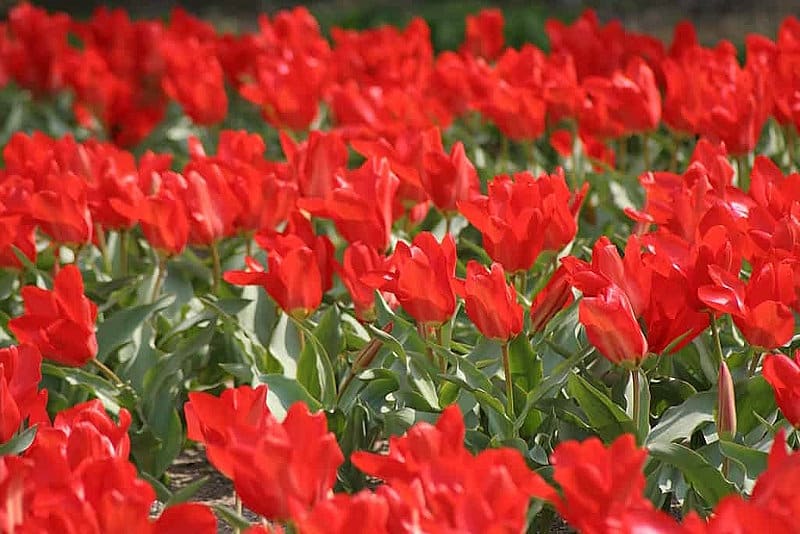 Тюльпан "Красный Император"