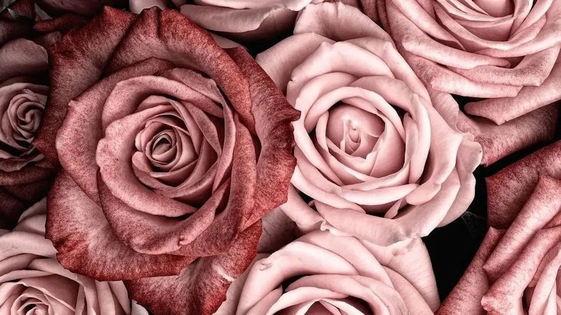 Крупный план букета роз разных оттенков розового, некоторые лепестки которого имеют градиент от глубоких к более светлым оттенкам. Изображение передает нежность и замысловатые детали лепестков роз.