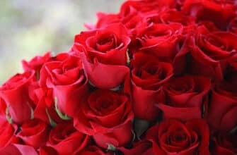 Крупный план букета ярких красных роз, плотно упакованных вместе. Лепестки пышные и бархатистые, создают богатую и интенсивную окраску. Фон мягко размыт, подчеркивая поразительную красоту цветов.